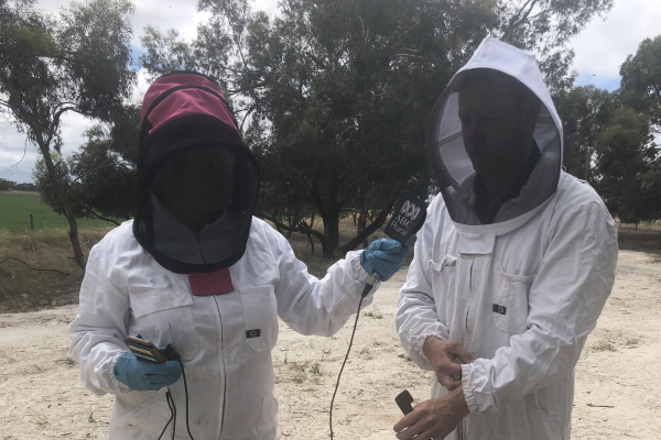 Working Bee. ABC Country Hour presenter Cassie Hough speaking with a bee keeper.