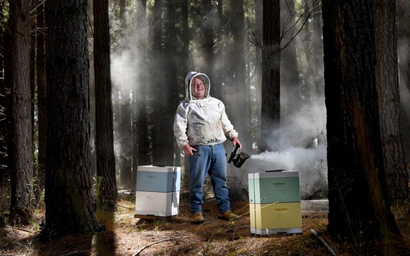 Beehives in the Forest